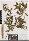 Foto von Salix fragilis L.